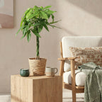 Pachira Aquatica gevlochten stam - Geldboom - Weinig onderhoud - met mand - Groen - 1 Plant - Pot 21cm - Hoogte 80-90cm