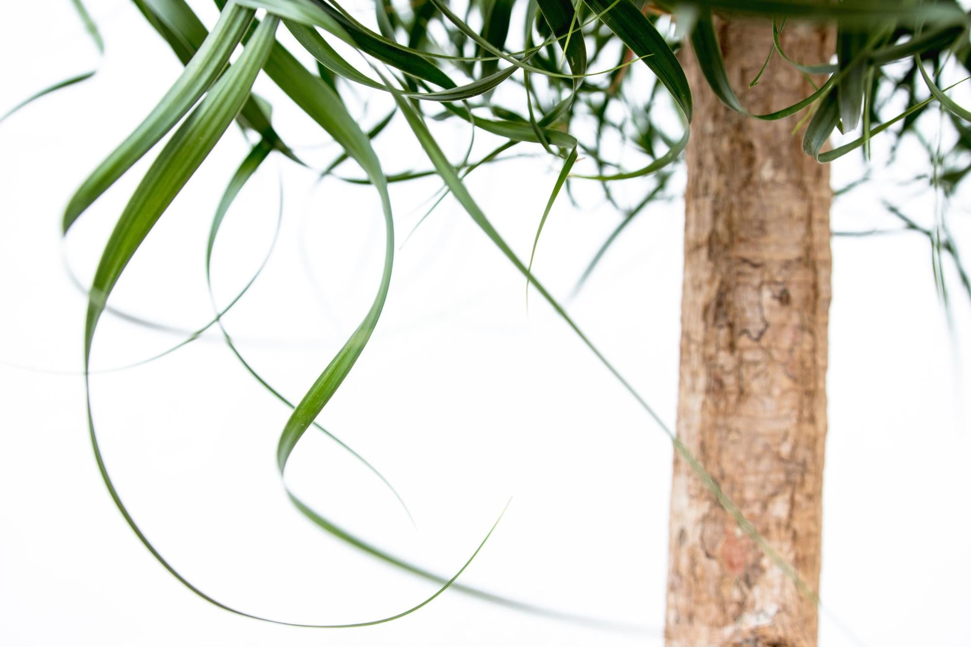 Beaucarnea XXL - 200cm - 180cm