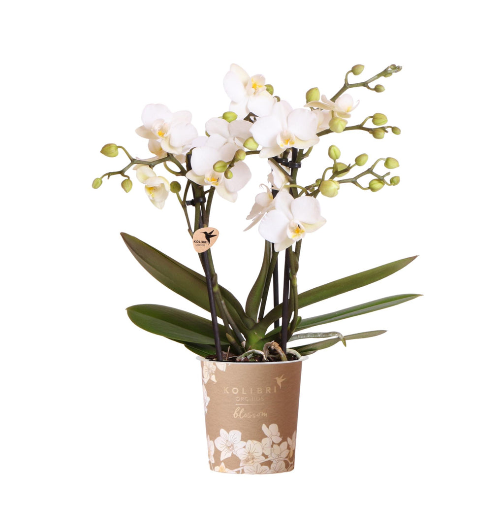 Witte phalaenopsis orchidee potmaat Ø9cm | Zürich | bloeiende kamerplant - vers van de kweker