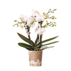 Witte phalaenopsis orchidee potmaat Ø9cm | Zürich | bloeiende kamerplant - vers van de kweker