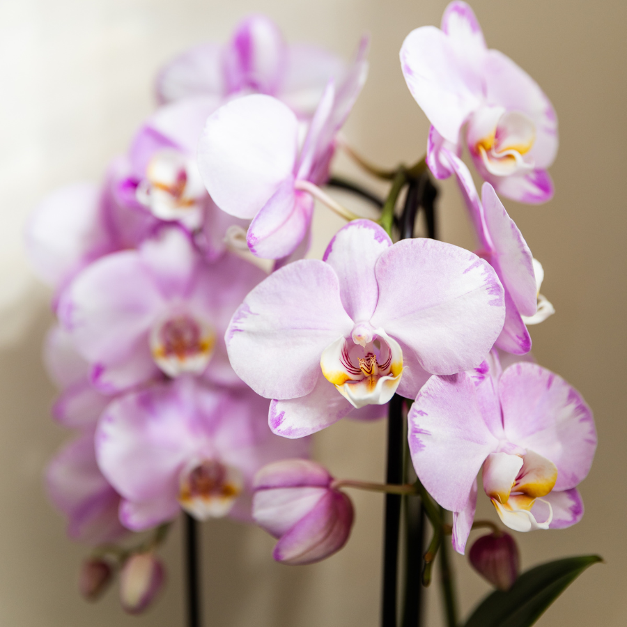 Roze Niagara Falls orchidee + Poppy roze sierpot – potmaat Ø12cm | bloeiende kamerplant – vers van de kweker