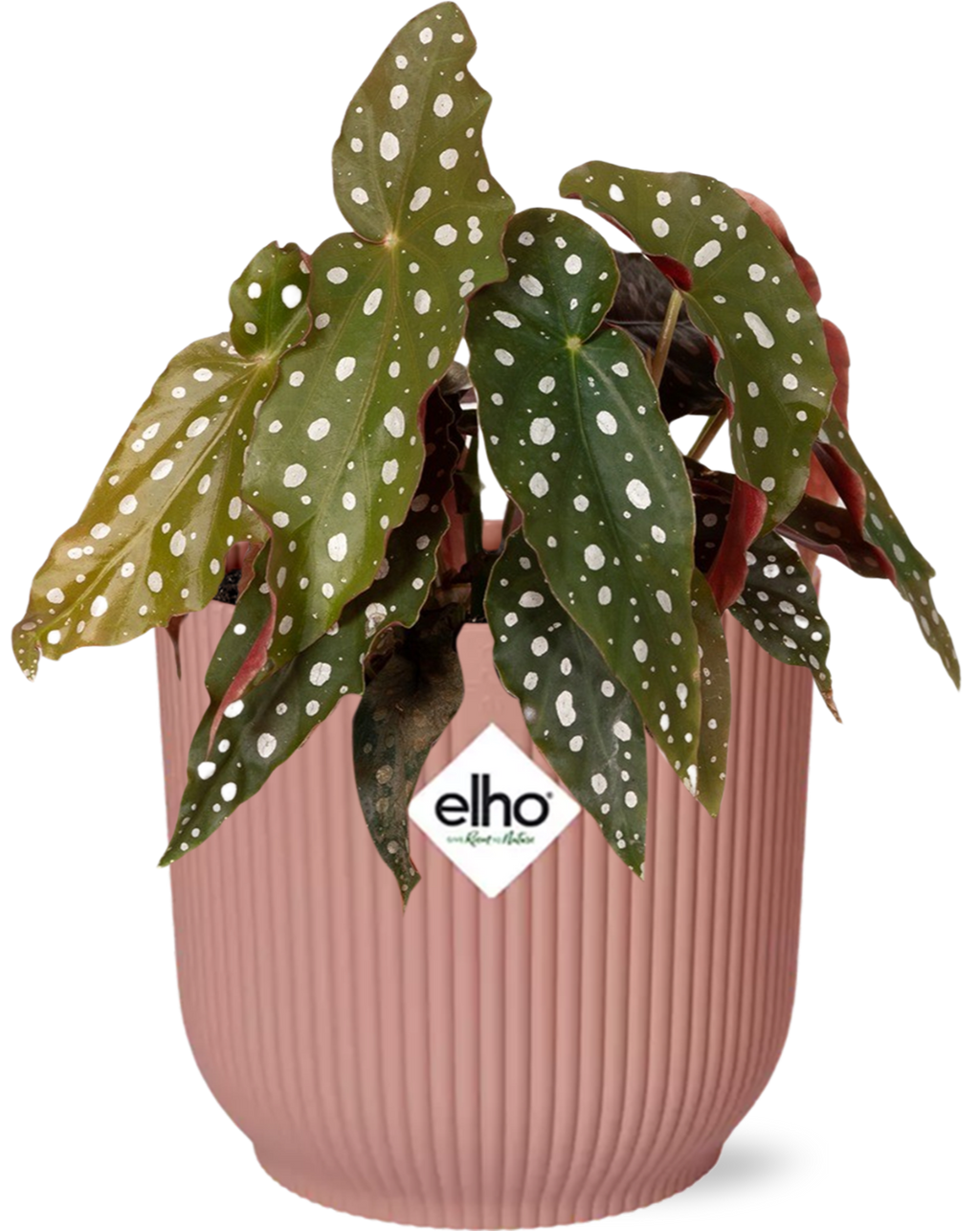 Begonia Maculata + ELHO Vibes Fold 14cm roze