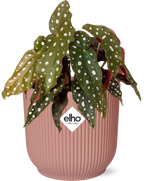 Begonia Maculata + ELHO Vibes Fold 14cm roze