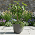 Plant op Stam - Ficus carica Little Miss Figgy - Terras Plant - Bladverliezend - Winterhard - Groene Vrucht - Pot 19cm Hoogte 90cm