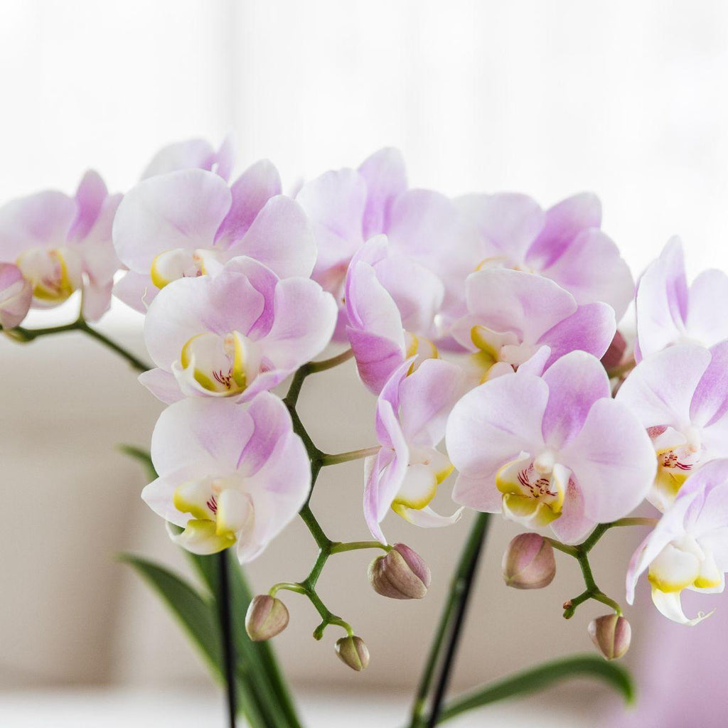 Plantenset Valentijn 'Candy' | Roze Phalaenopsis Orchidee Portugal en Succulent incl. keramieken sierpotten