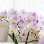 Plantenset Valentijn 'Candy' | Roze Phalaenopsis Orchidee Portugal en Succulent incl. keramieken sierpotten