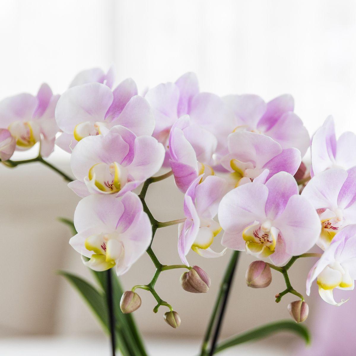 Plantenset Valentijn 'Candy' | Roze Phalaenopsis Orchidee Portugal en Succulent incl. keramieken sierpotten