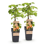 Fruitplant -2x Rubus idaeus Fallgold - Frambozenplant - Winterhard - Gele Framboos - 2 Planten - Pot 15cm - Hoogte 50cm