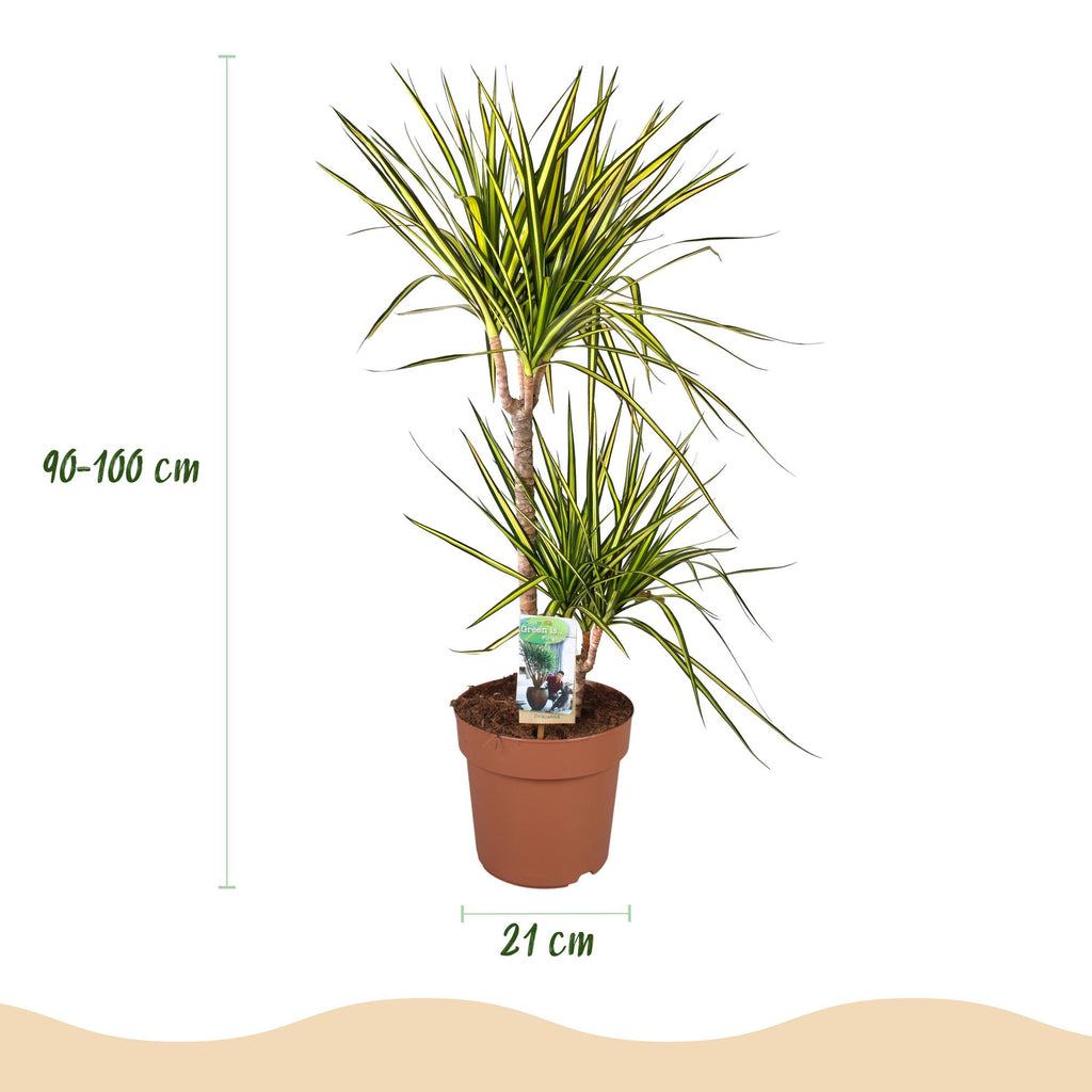 Dracaena Sunray - Drakenbloedboom - Weinig onderhoud - Groen - 1 Plant - met Potter Wit - Pot 21cm - Hoogte 90-100cm
