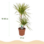 Dracaena Sunray - Drakenbloedboom - Weinig onderhoud - Groen - 1 Plant - met Potter Wit - Pot 21cm - Hoogte 90-100cm