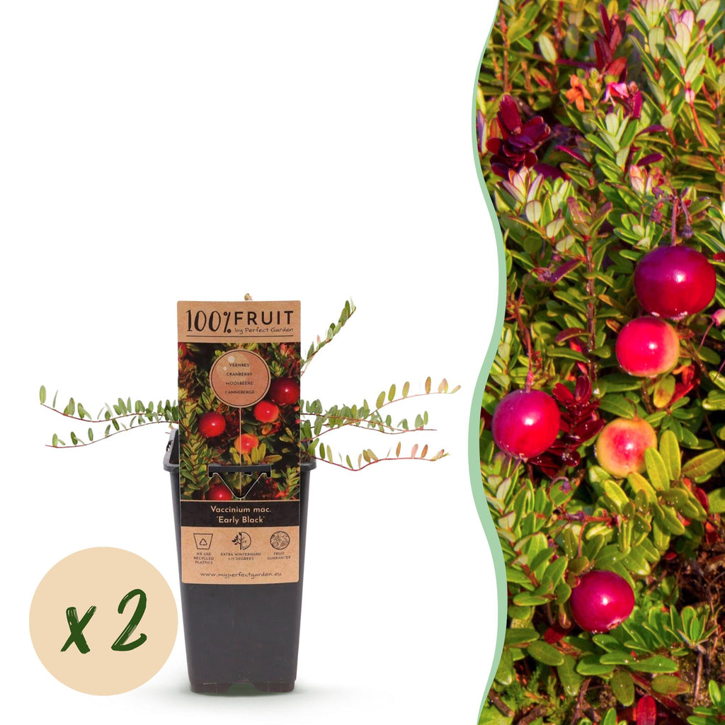 Fruitplant - 2x Vaccinium mac. Early Black - Cranberry - Winterhard - Blauwe Bes - 2 Planten - Pot 15cm - Hoogte 50cm