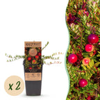 Fruitplant - 2x Vaccinium mac. Early Black - Cranberry - Winterhard - Blauwe Bes - 2 Planten - Pot 15cm - Hoogte 50cm