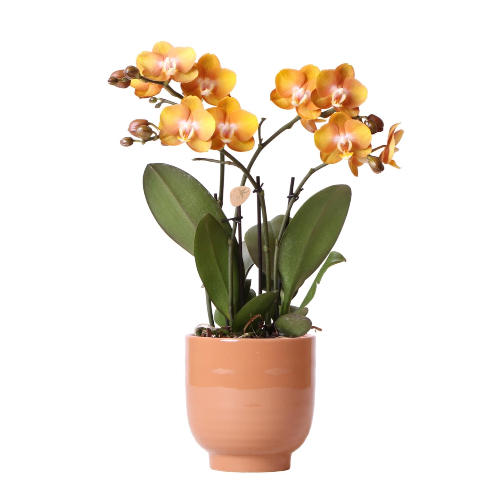Oranje phalaenopsis orchidee Las Vegas in cognac kleurige Glazed sierpot - potmaat Ø12cm