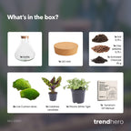 DIY terrarium - Sammie Calathea - ↕ 27 cm - No tools