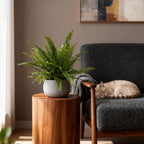 Kamerplant 2STUKS- Nephrolepsis exaltata Green Lady - Varen - Huisdiervriendelijk - Groen - 2 Planten - Pot 12cm - Hoogte 28-30cm