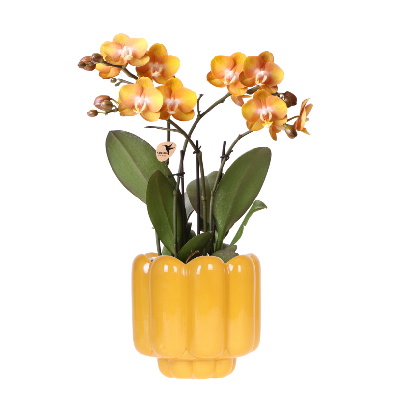 Oranje/gele Las Vegas orchidee + Retro oker sierpot - potmaat Ø12cm | bloeiende kamerplant – vers van de kweker
