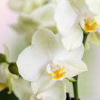 Witte orchideeënset in Diabolo Twin sierpot | 2 x witte Lausanne orchideeën Ø9cm