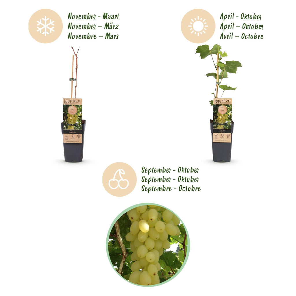 Fruitplant -2x  Vitis vinifera Lakemont - Druivenplant - Winterhard - Goudgele Druif - 2 Planten - Pot 15cm - Hoogte 50cm