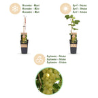 Fruitplant -2x  Vitis vinifera Lakemont - Druivenplant - Winterhard - Goudgele Druif - 2 Planten - Pot 15cm - Hoogte 50cm