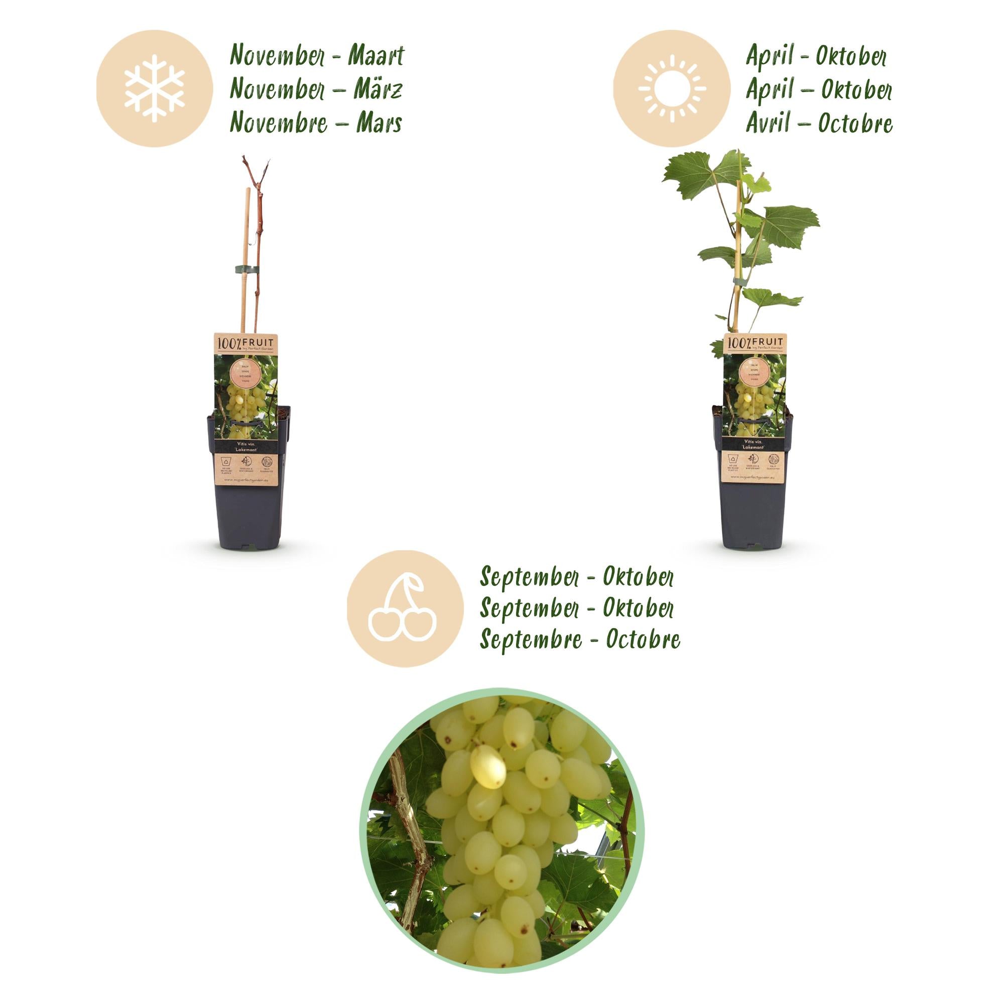 Fruitplant -2x  Vitis vinifera Lakemont - Druivenplant - Winterhard - Goudgele Druif - 2 Planten - Pot 15cm - Hoogte 50cm