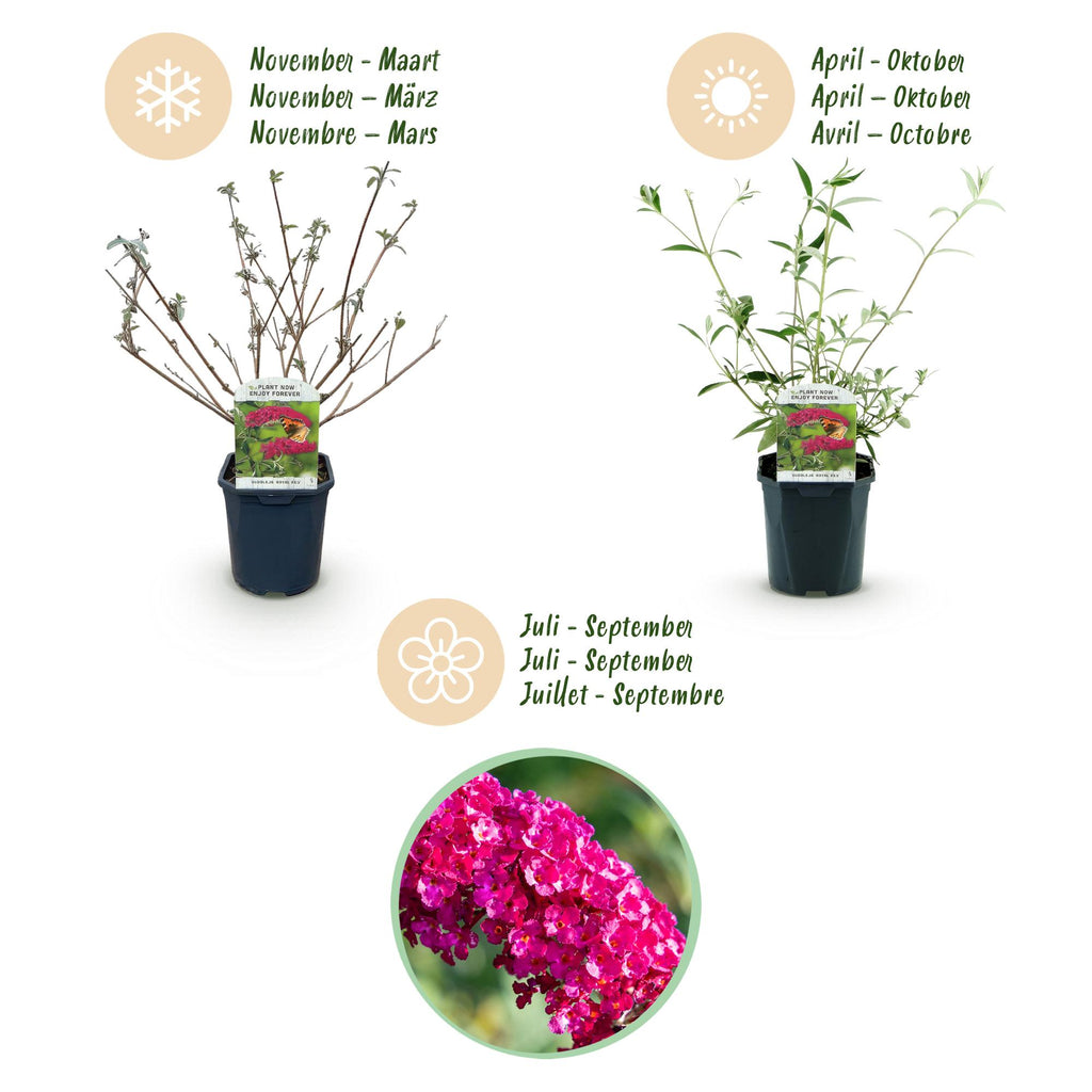 Tuinplant - Buddleja davidii Royal Red - 3 Vlinderstruik - Winterhard - Rood - 3 Planten - Pot 17cm - Hoogte 45cm