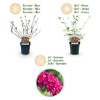 Tuinplant - Buddleja davidii Royal Red - 3 Vlinderstruik - Winterhard - Rood - 3 Planten - Pot 17cm - Hoogte 45cm