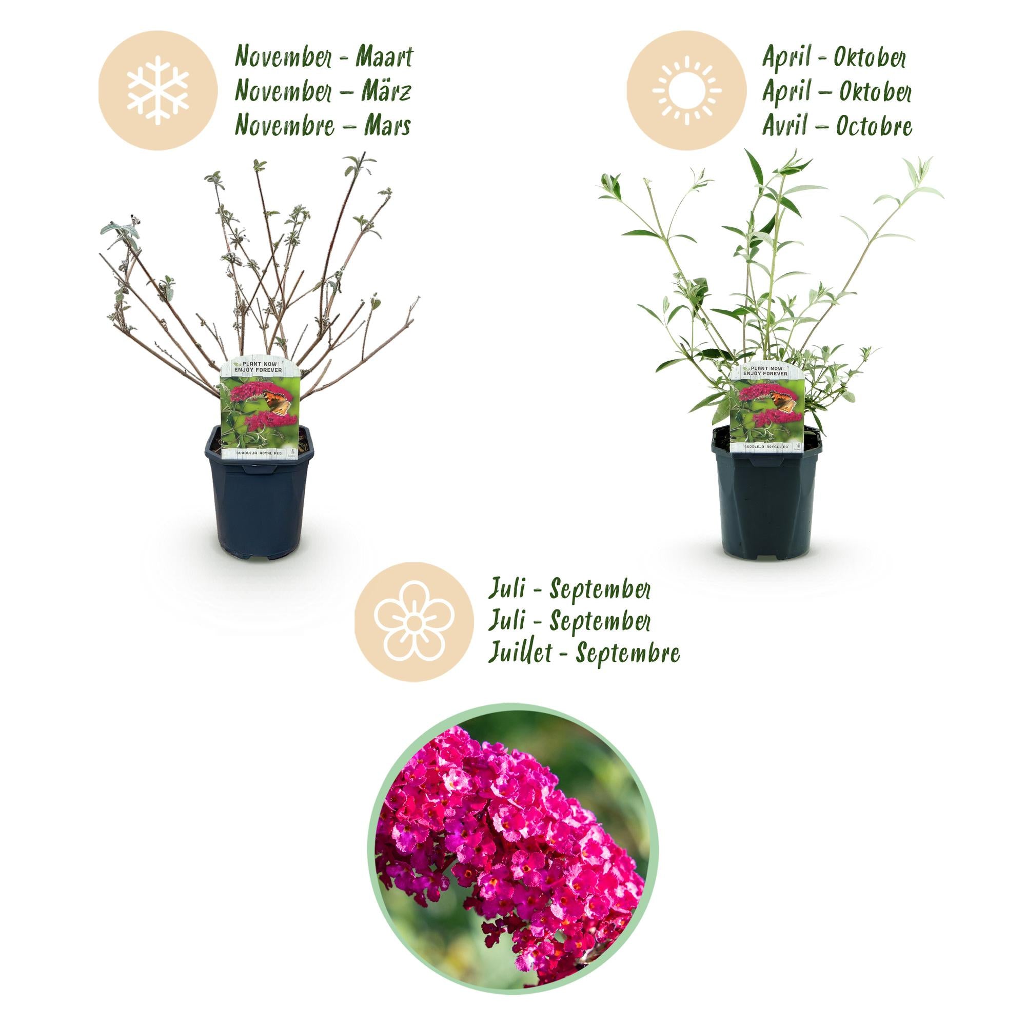 Tuinplant - Buddleja davidii Royal Red - 3 Vlinderstruik - Winterhard - Rood - 3 Planten - Pot 17cm - Hoogte 45cm