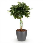 Schefflera Gold Capelle - Vingerboom - Weinig onderhoud - Groen - goud - 1 Plant - met Potter Grijs - Pot 21cm - Hoogte 70-80cm