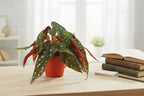 Begonia Maculata - Ø12 ↕20
