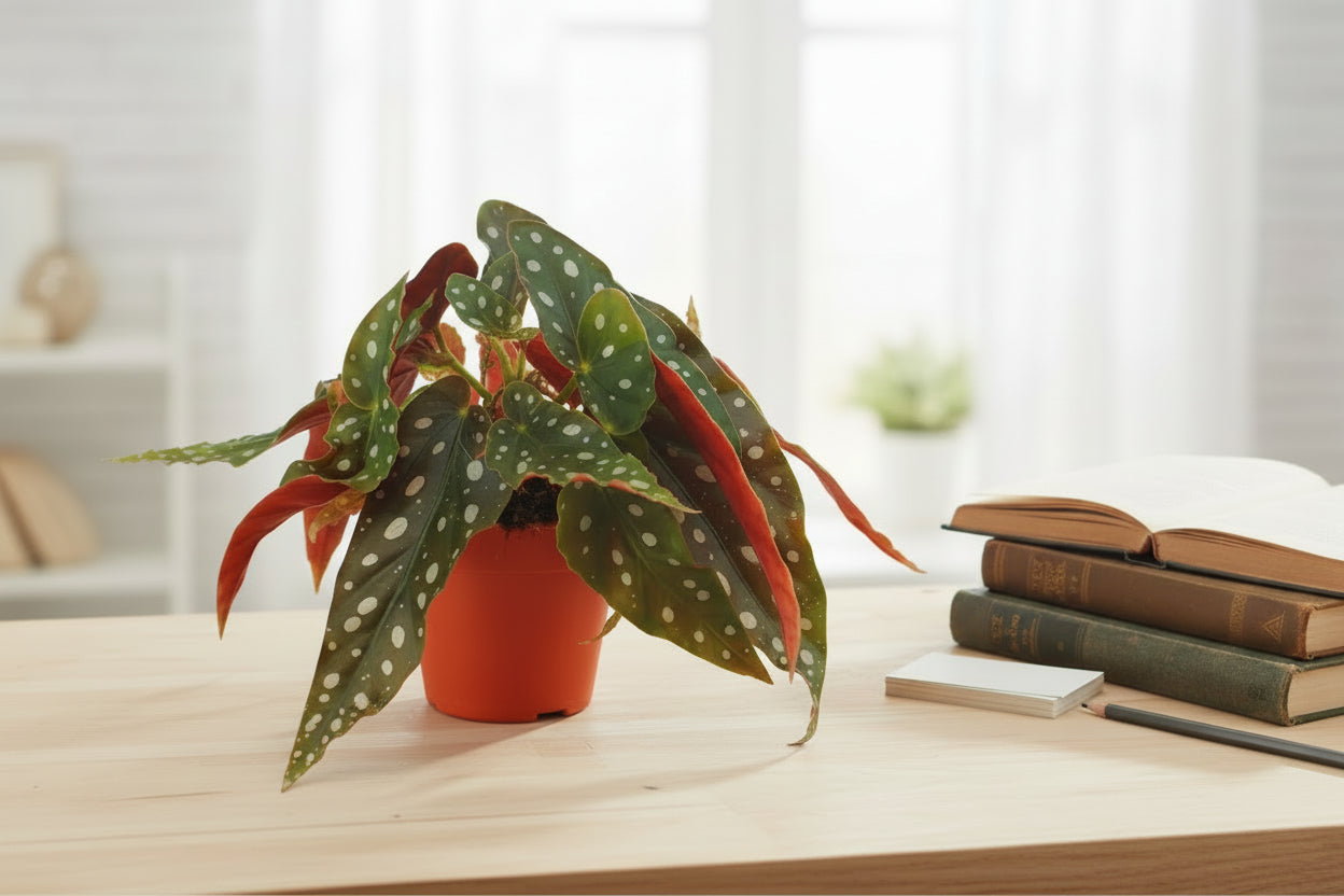 Begonia Maculata - Ø12 ↕20