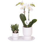 Giftset Diabolo wit | Witte Amabilis orchidee 9cm + groene plant incl. witte sierpotten & ovaal dienblad