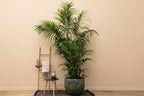 Pot Fabien Mystic Green