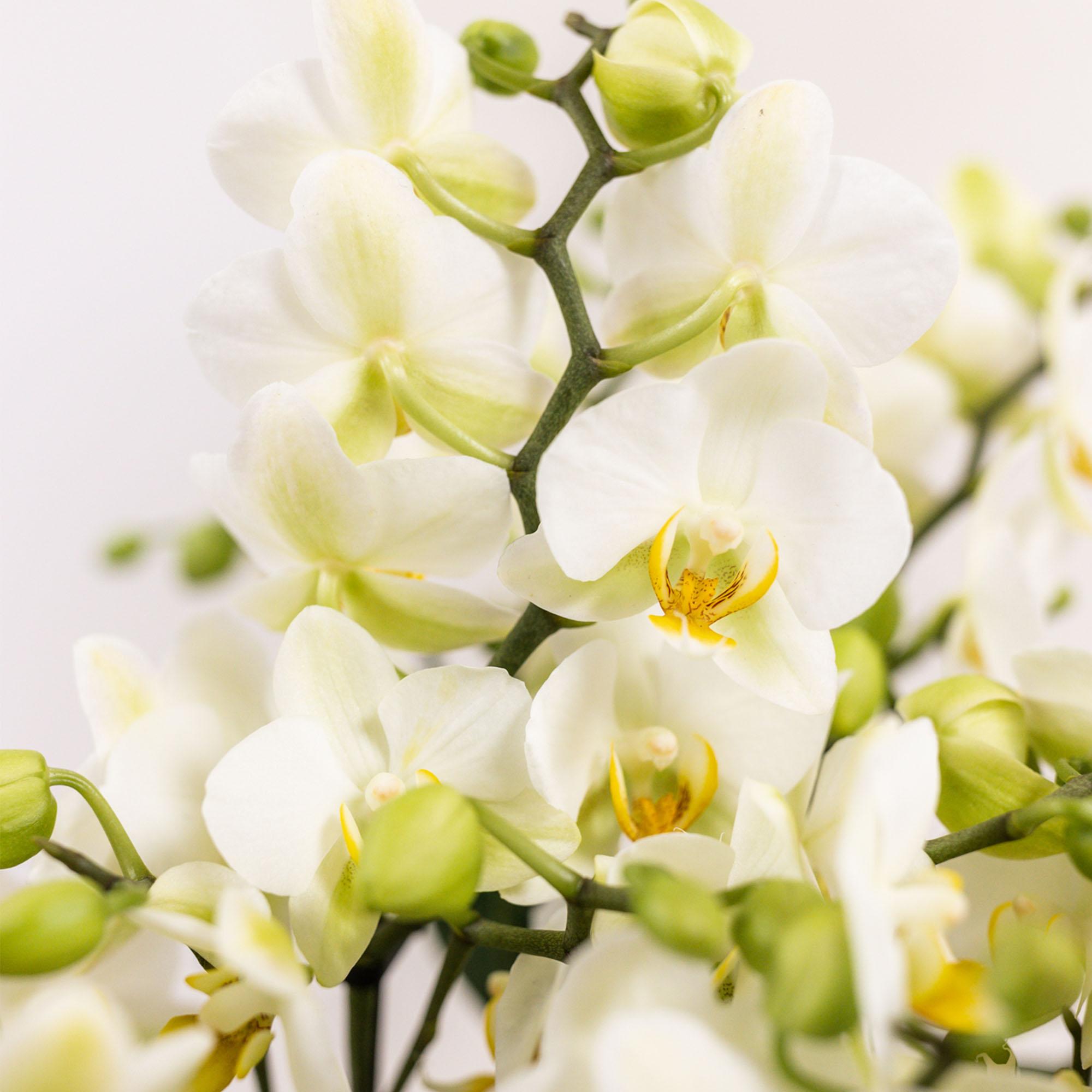witte plantenset in Cotton Basket incl. waterreservoir | drie witte orchideeën Lausanne 9cm en drie groene planten | Jungle Bouquet wit met zelfvoorzienend waterreservoir
