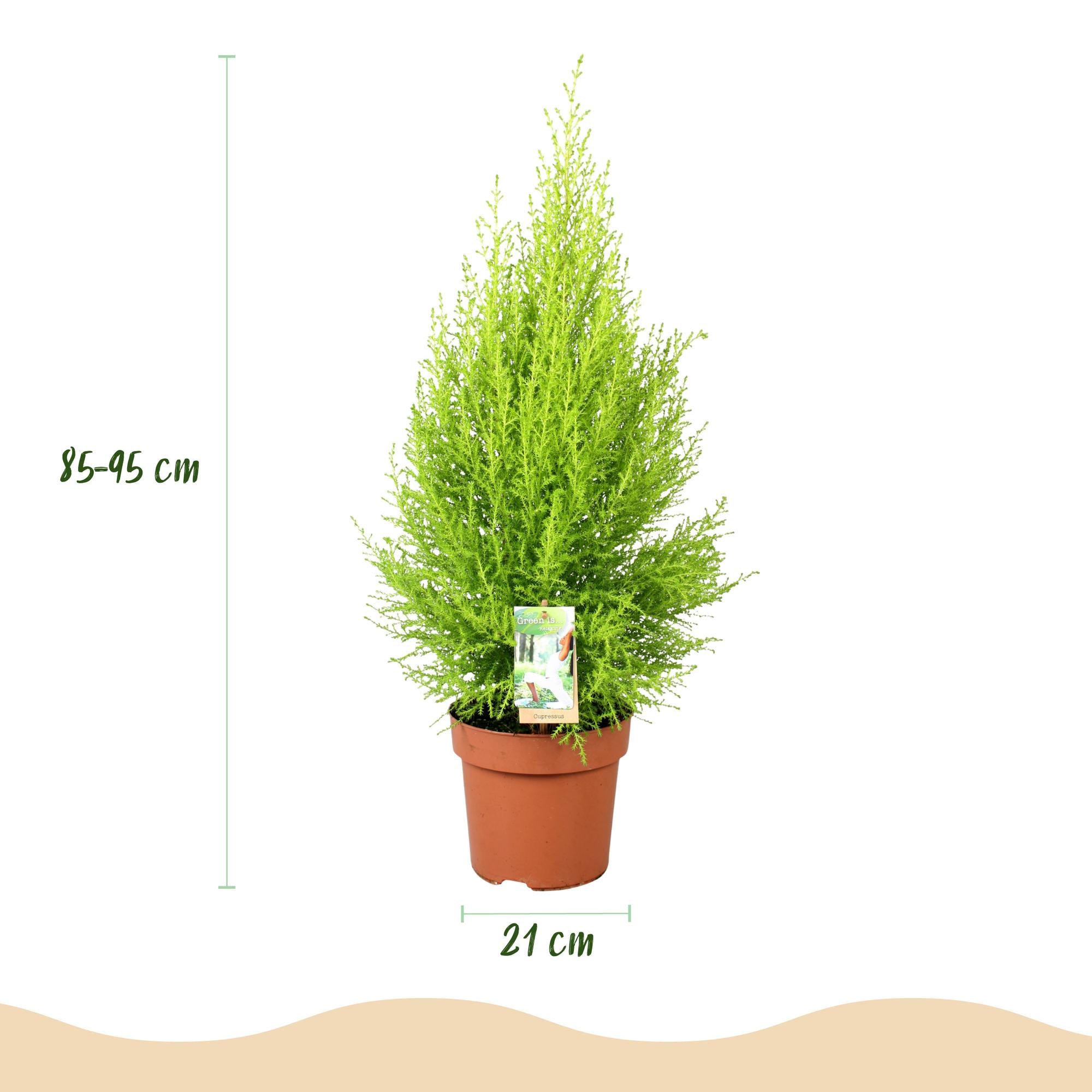 Cupressus Gold Crest Wilma - Kamer conifeer - Weinig onderhoud - Groen - 1 Plant - Pot 21cm - Hoogte 85-95cm