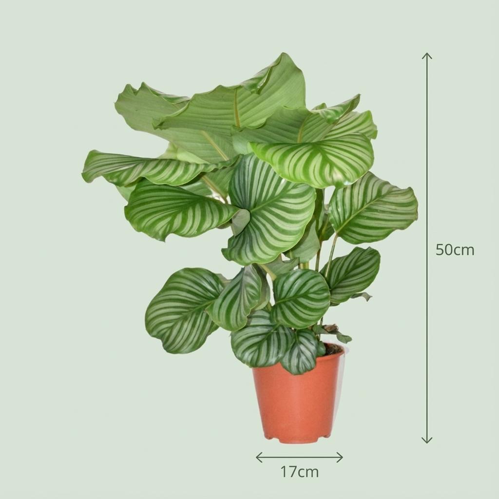 Calathea Orbifolia - Ø 17 cm - Hoogte: 40 - 50cm