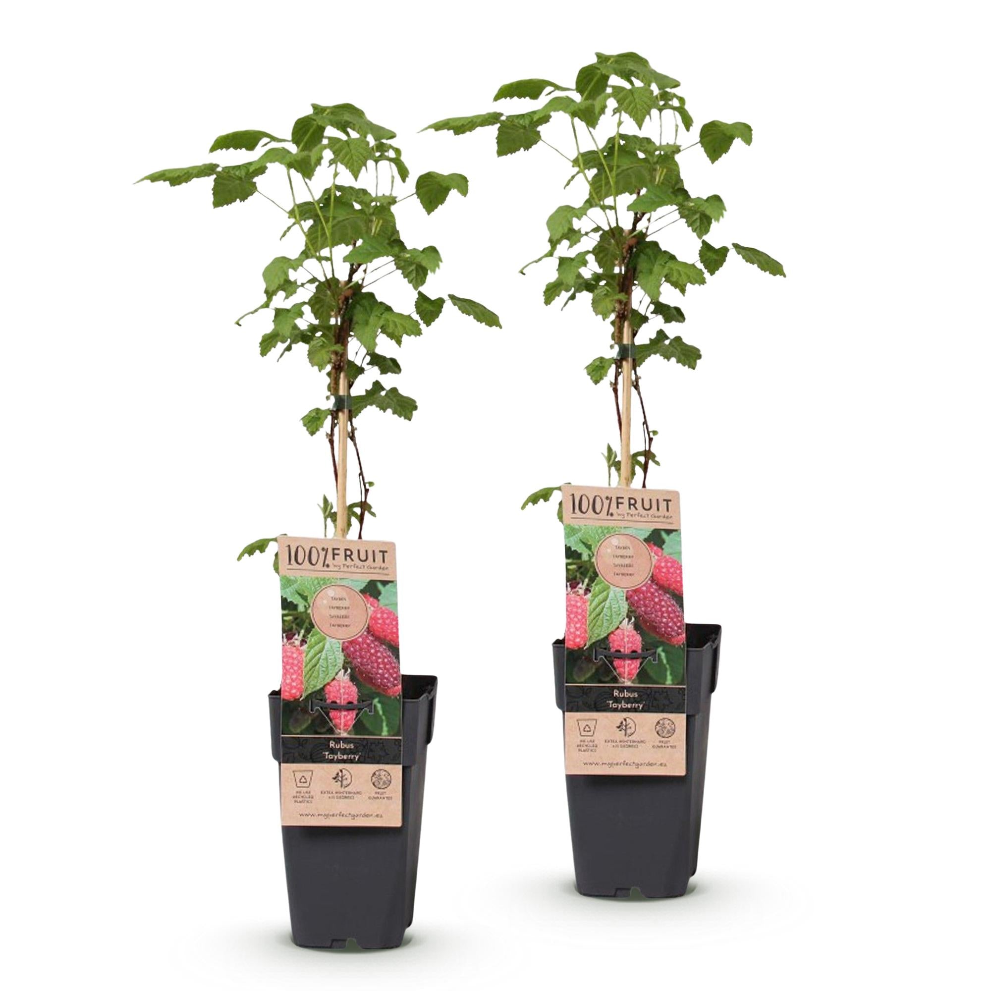 Fruitplant - 2x Rubus log. Tayberry - Braamboos - Winterhard - Paarse Framboos - 2 Planten - Pot 15cm - Hoogte 50cm