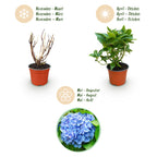 Hydrangea macrophylla Blauw - Hortensia - Winterhard - Blauw - 3 Planten - Pot 12cm - Hoogte Hoogte 20-30cm