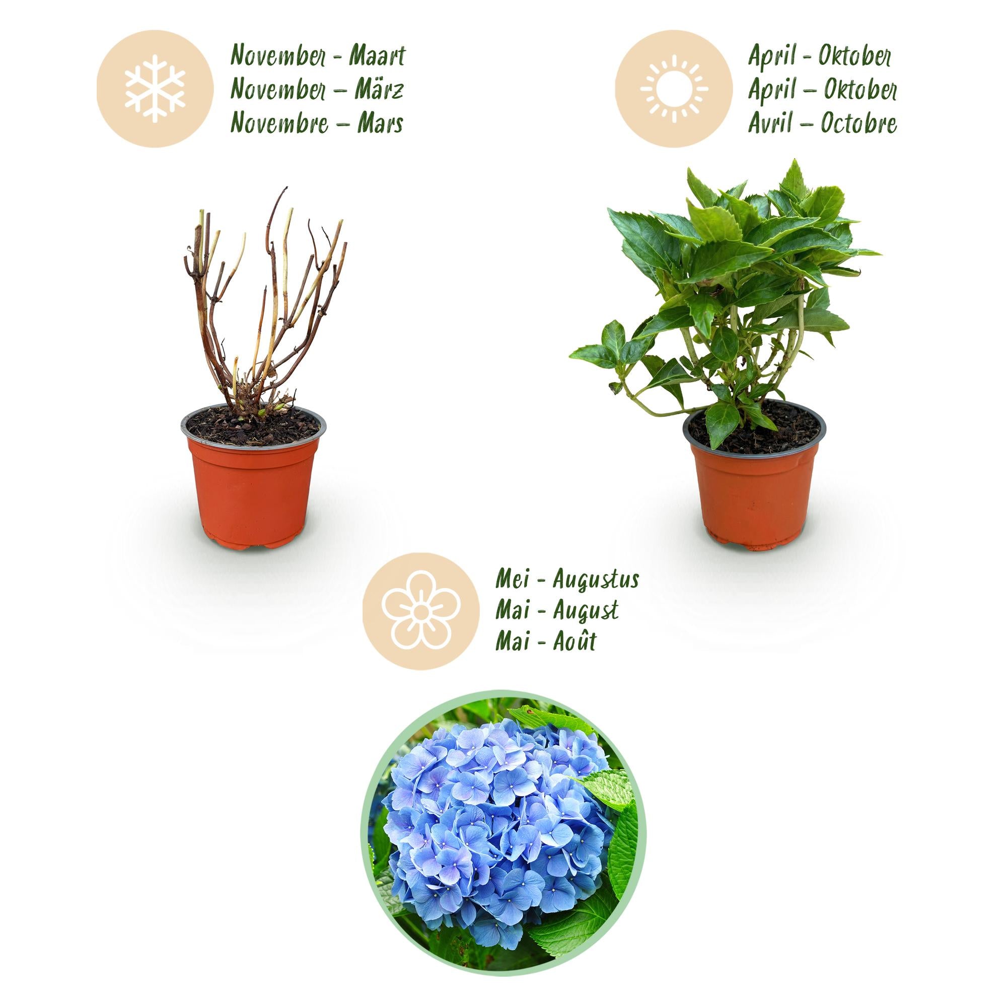 Hydrangea macrophylla Blauw - Hortensia - Winterhard - Blauw - 3 Planten - Pot 12cm - Hoogte Hoogte 20-30cm