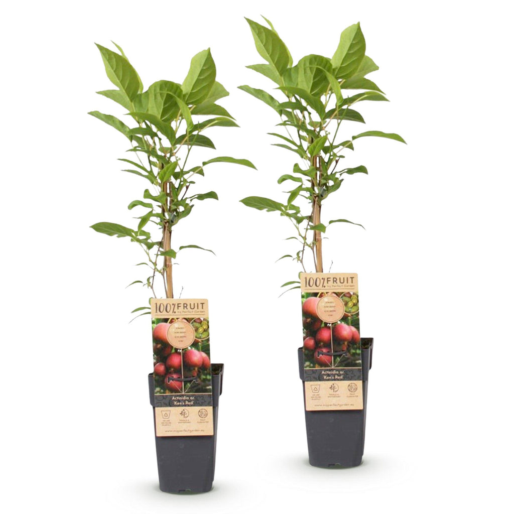 Fruitplant - Actinidia deliciosa Ken,s Red -2 Kiwiplant - Vrouwelijk - Rode Vrucht - 2 Planten - Pot 15cm - Hoogte 50cm