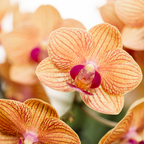 Oranje orchidee Jamaica en Succulent incl. keramieken sierpotten