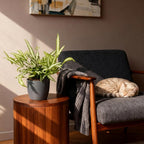Pteris cretica Albolineata - Lintvaren - Huisdiervriendelijke Plant - Groen - 1 Plant - met Potter Grijs - Pot 12cm - Hoogte 20cm