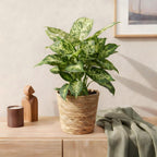 Diefenbachia Compacta - Dieffenbachia - Weinig onderhoud - met mand - Groen - 1 Plant - Pot 17cm - Hoogte 45-50cm