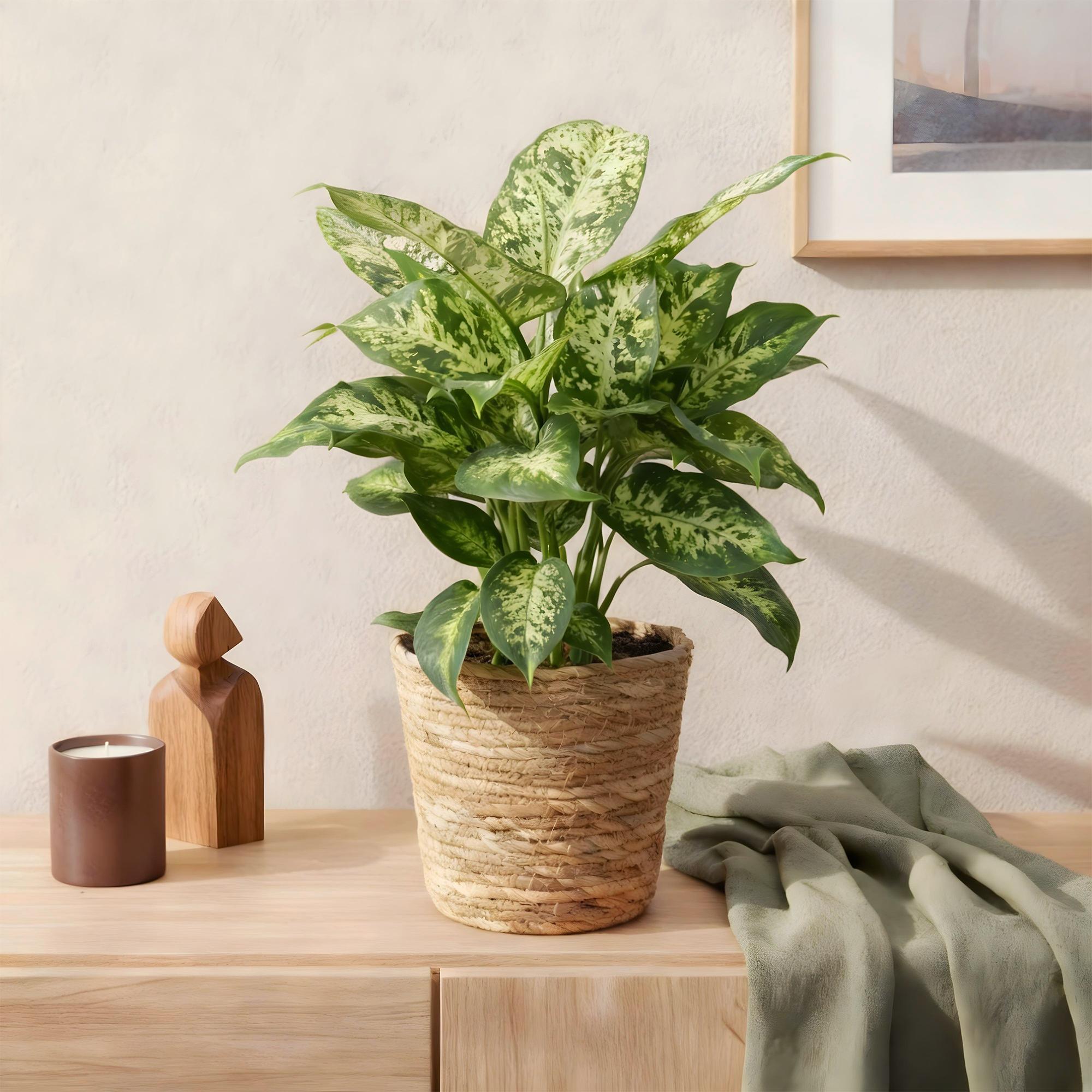 Diefenbachia Compacta - Dieffenbachia - Weinig onderhoud - met mand - Groen - 1 Plant - Pot 17cm - Hoogte 45-50cm