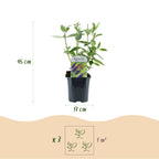 Tuinplant - 3x Buddleja davidii Empire Blue - Vlinderstruik - Winterhard - Blauw - 3 Planten - Pot 17cm - Hoogte 45cm
