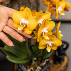 oranje gouden Phalaenopsis orchidee potmaat Ø12cm | Jewel Las Vegas | bloeiende kamerplant - vers van de kweker