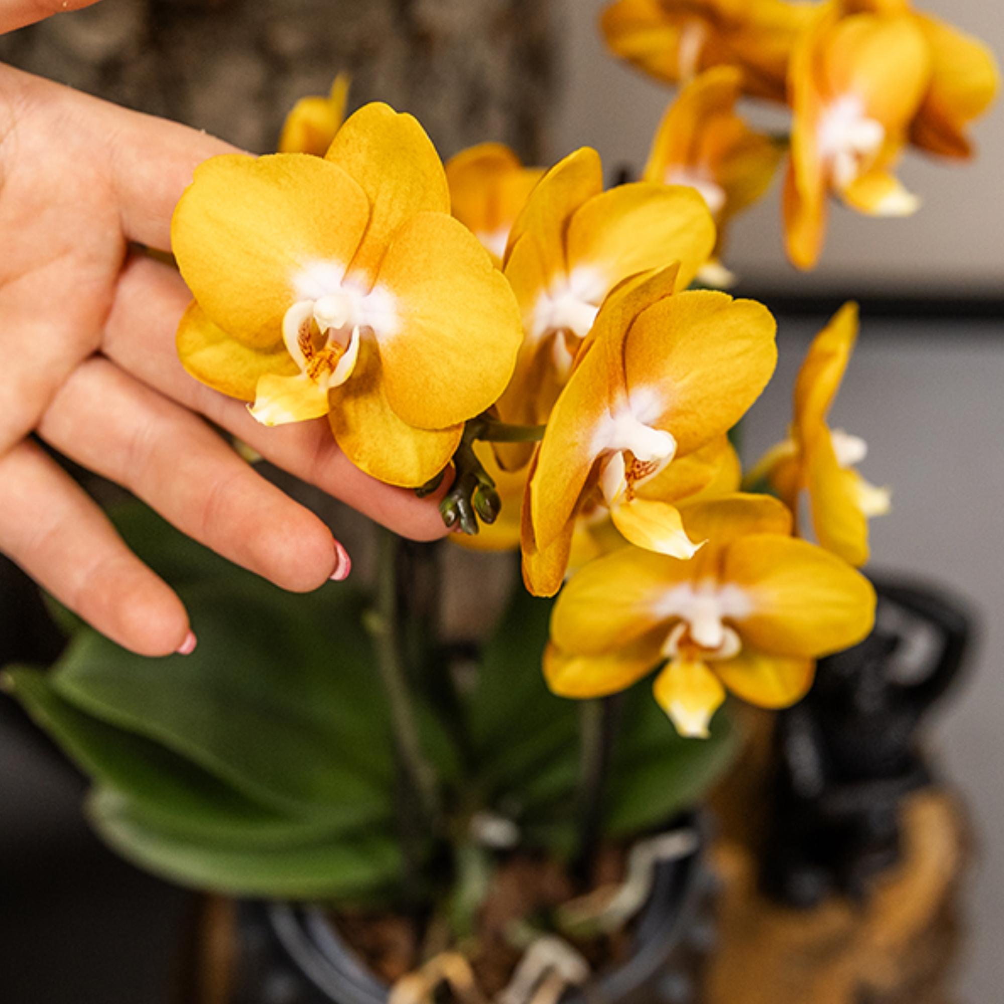 oranje gouden Phalaenopsis orchidee potmaat Ø12cm | Jewel Las Vegas | bloeiende kamerplant - vers van de kweker