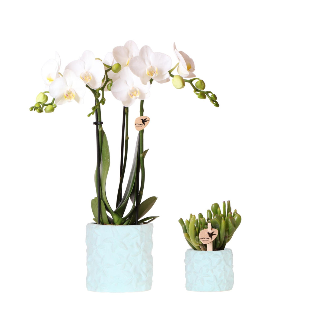 Witte Phalaenopsis Orchidee Amabilis en Succulent incl. keramieken sierpotten