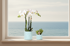 Witte Phalaenopsis Orchidee Amabilis en Succulent incl. keramieken sierpotten