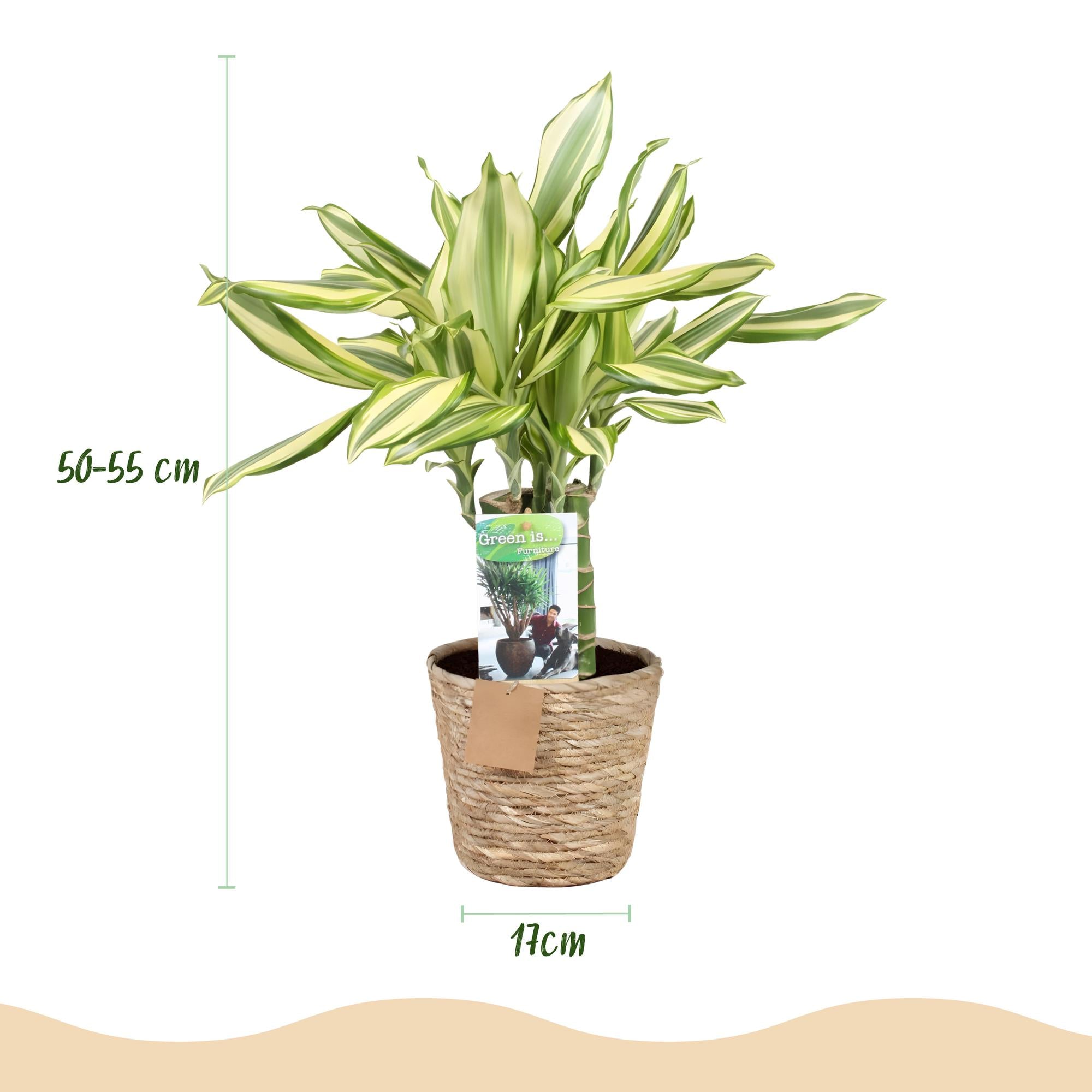 Dracaena fragrans Diamond Dream - Drakenbloedboom - Weinig onderhoud - met mand - Groen - 1 Plant - Pot 17cm - Hoogte 50-55cm