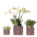 Plantenset Cotton bruin | Groene planten met witte Phalaenopsis orchidee Ghent in keramieken sierpotten